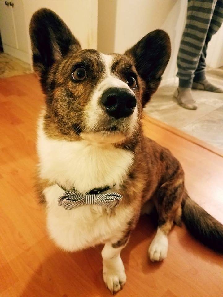 Walter the Corgi